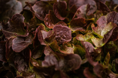 Védi a szívet és segít fogyni - Ezért szuperegészséges a vörös levelű saláta