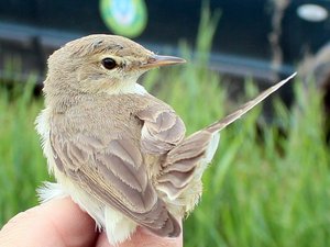 Új madárfaj bukkant fel Magyarországon