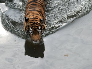 Vadon élő amúri tigrist fotóztak Kínában