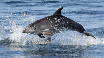 A háború legfurcsább fegyvere: delfinek a hadszíntéren