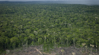 Percenként tíz focipályányi őserdő pusztult el tavaly