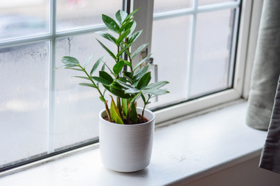 8 szobanövény a lakásba, ami nemcsak jól mutat, de az egészségre is pozitívan hat: így gondozd őket