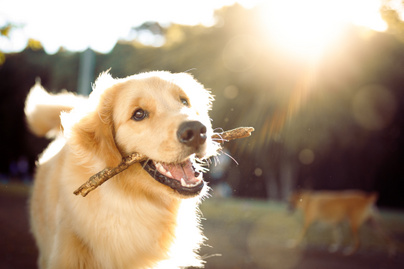 Hogyan előzhető meg, hogy a kutyába kullancs menjen? Néhány szokás akár az életét is megmentheti