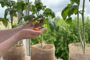 Így termessz paradicsomot cserépben: 7 tipp a sikeres balkonkertészkedéshez