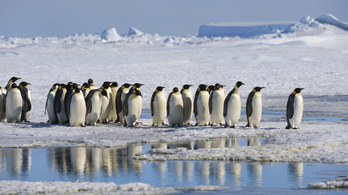 Robottal barátkoznak az antarktiszi császárpingvinek