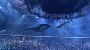 Levegőben úszó bálnákkal és delfinekkel adott koncertet egy amerikai rock együttes
