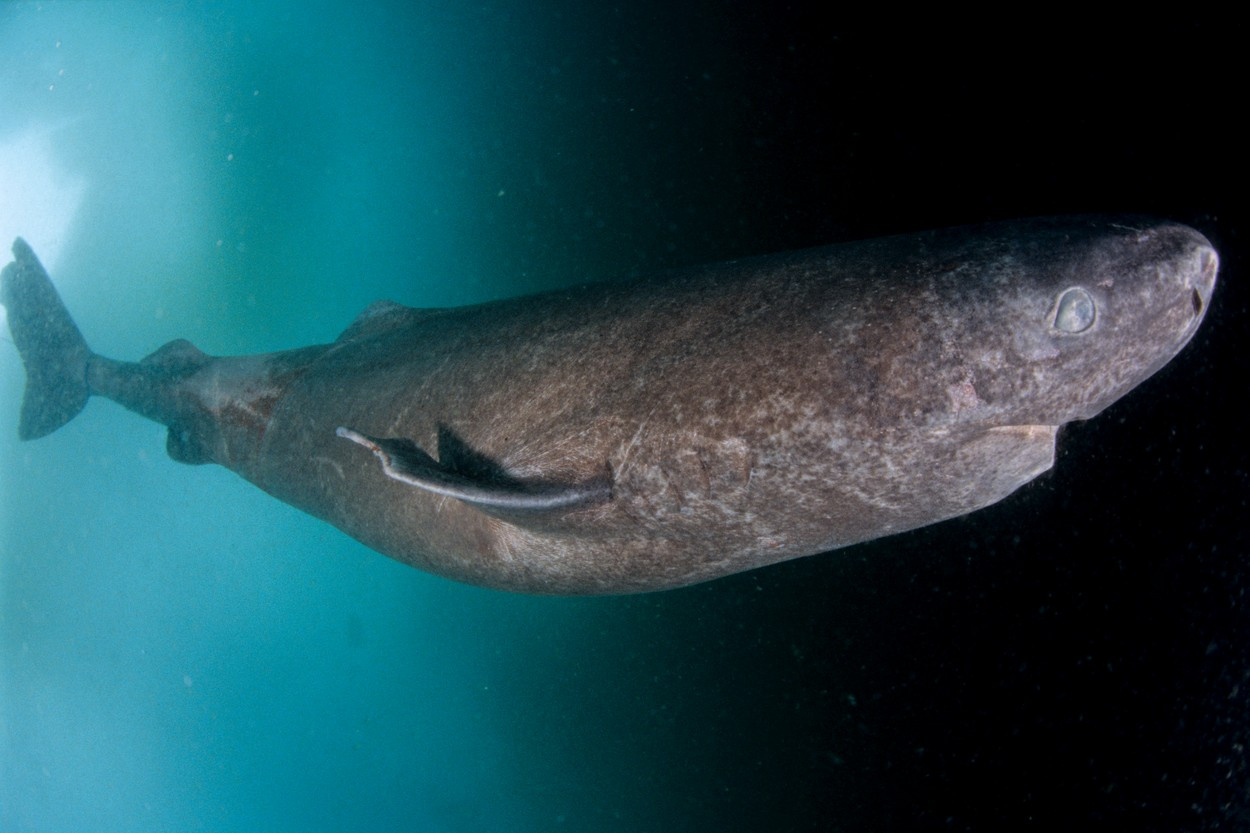 grönlandi-cápa2