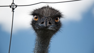A nagy emuháború: így győzte le az ausztrál hadsereget egy csapat madár