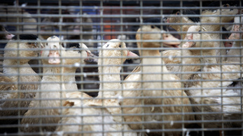 Megjelent a madárinfluenza Szabolcsban, 94 ezer kacsát leölnek