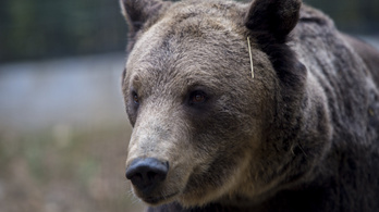 Leharapta egy turista arcát egy medve Szlovákiában