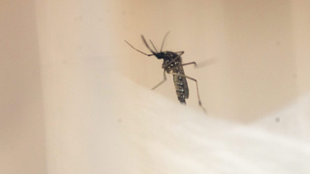 Összefogott a szúnyogok ellen egy pécsi laboratórium és egy spanyol kártevőirtó cég