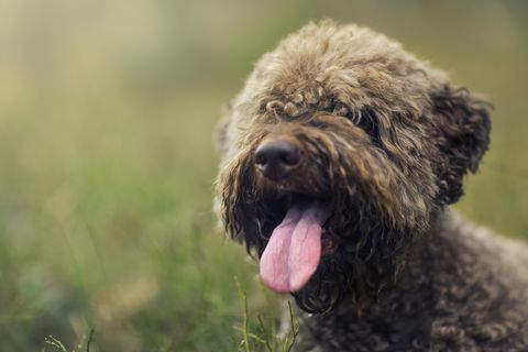 8 ritka kutyafajta, akiket alig ismer a világ: magyar fajták is vannak a listán