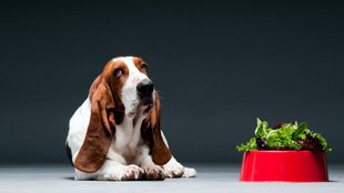 A kutyák étvágytalansága: lelki problémák is okozhatják