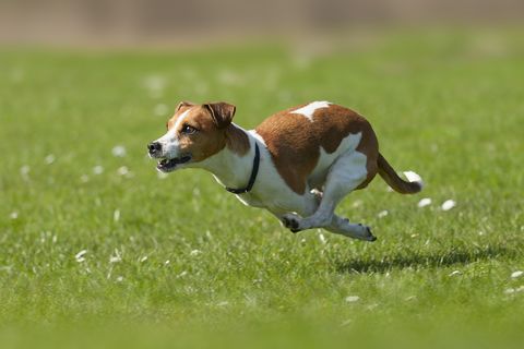 A te kutyád is fut őrült örömköröket? Utánajártunk, mi okozza a viselkedést