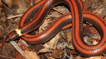 Új kígyófajt fedeztek fel Paraguayban