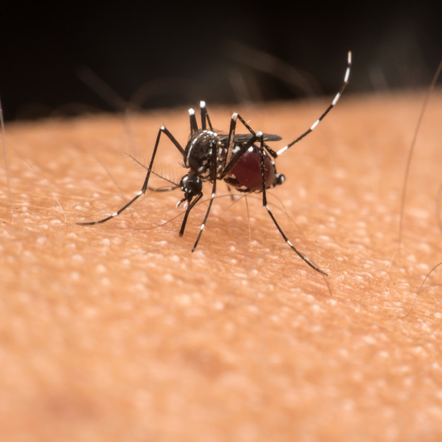 Több veszélyes szúnyogfaj is megjelent Magyarországon: így védekeznek ellenük
