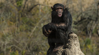 A vadon élő csimpánzok hangkommunikációja jóval bonyolultabb, mint hittük