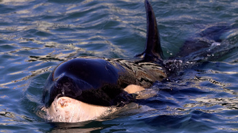 Kardszárnyú delfin tévedt a Szajnába