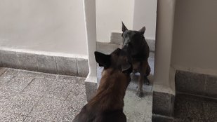 A kutyák, a tükör és az öntudat