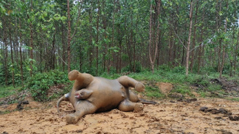 Megmérgezhettek egy vemhes szumátrai elefántot Indonéziában