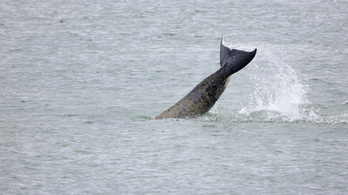 Orkahangokat adó drónnal csalják vissza a tengerbe a Szajnában rekedt kardszárnyú delfint