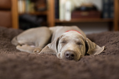 Hogyan alszik a kutyád? A kapcsolatotokról árulkodik az ELTE kutatói szerint