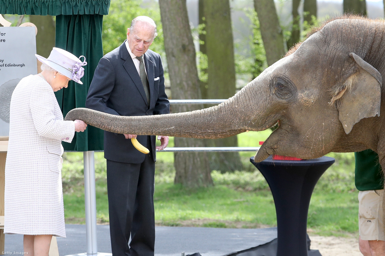 II. Erzsébet királynő és Fülöp herceg megetetik Donnát, a Whipsnade Állatkert elefántját 2017. április 11-én