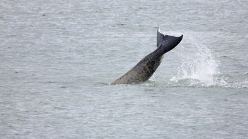Elpusztult a Szajnában rekedt kardszárnyú delfin