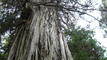 A világ legidősebb fája majdnem 5500 éves lehet