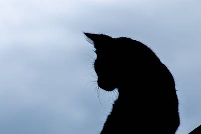 Freddy Mercury, a macska: különös ismertetőjegye miatt lett híres az interneten