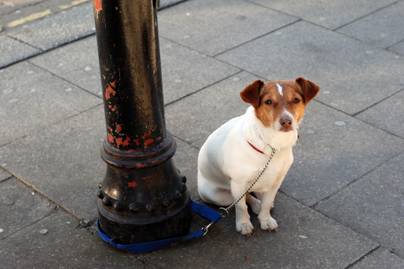 Magára hagyták a kutyát egy zsáknyi játékkal: szívszorító üzenetet találtak a megmentői