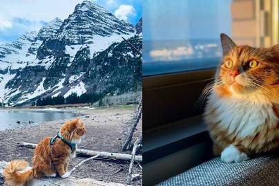 Képeken a legstílusosabb kalandor macska: extrém kirándulásokra kíséri gazdáját