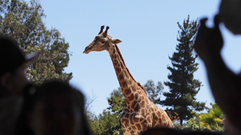 Mitől olyan hosszú a zsiráf nyaka?