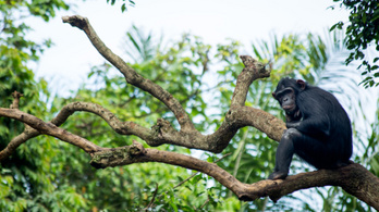 A csimpánzkutatás új mérföldkőhöz érkezett