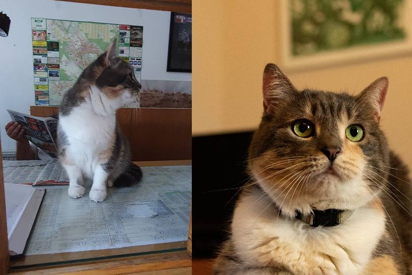 A magyar város, ahol egy macska a polgármester: a gödöllői bundás elöljáróság ilyen cuki