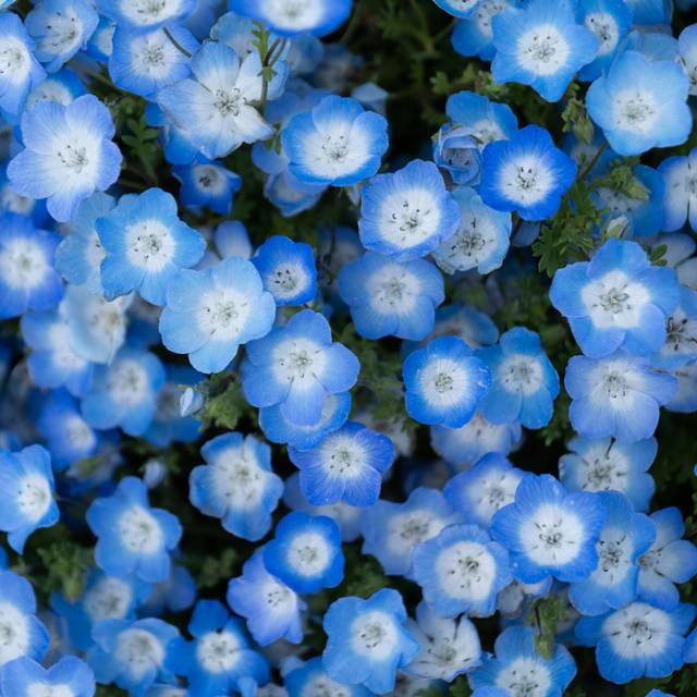 Több millió apró, kék virág nyílik ebben a lélegzetállító japán parkban: mintha álomvilágban járnánk