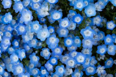 Több millió apró, kék virág nyílik ebben a lélegzetállító japán parkban: mintha álomvilágban járnánk