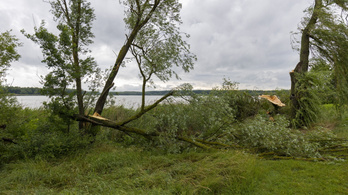 Fákat döntött ki a viharos szél Pest megyében