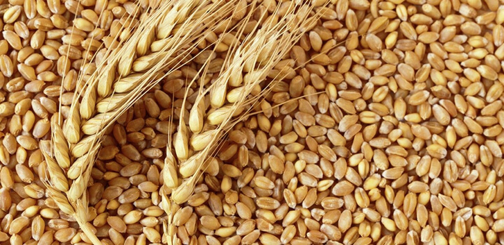 Bármilyen keményítőtartalmú szemes gabonából lehet etanolt előállítani