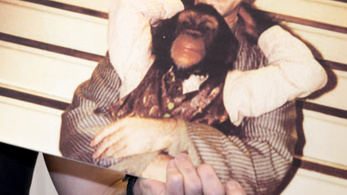 Megrendezte a majom halálát, hogy meglépjenek az állatvédők elől