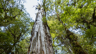 Megdőlt a rekord: íme a világ legöregebb fája