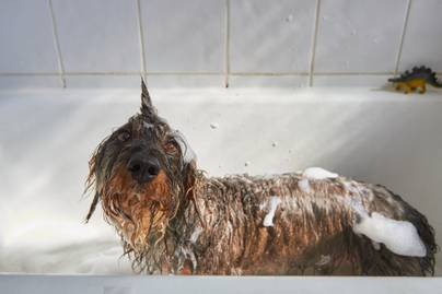Ezek a kutyák a hátuk közepére se kívánják a fürdetést: nagyon vicces videót mutatunk