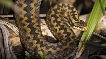 Kígyók mérge segítheti a természetes véralvadási folyamatot
