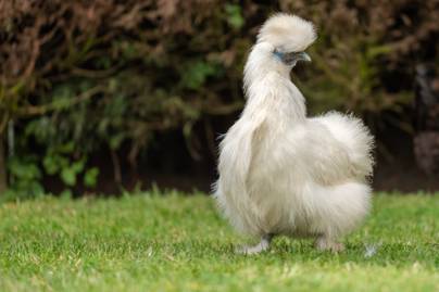 Meztelentől a borzasig: fotókon 8 hihetetlen külsejű csirke - Viccesek és érdekesek
