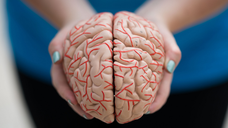 Az emberi agynak is van takarékos üzemmódja