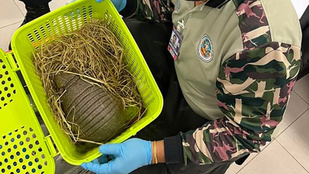 Több mint száz állatot akartak kicsempészni bőröndökben Thaiföldről