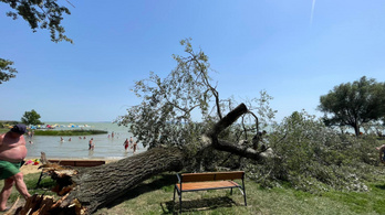 Hatalmas robajjal dőlt ki egy fa a keszthelyi strandon