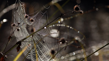 Pókhálókkal gyűjtik össze a mikroműanyagokat