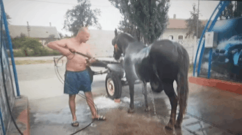 Autómosóban csutakolta le a lovát egy férfi Romániában