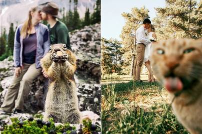 10 tapintatlan állat, aki széttrollkodta a romantikus fotókat - Ellopták a show-t a szerelmes képeken